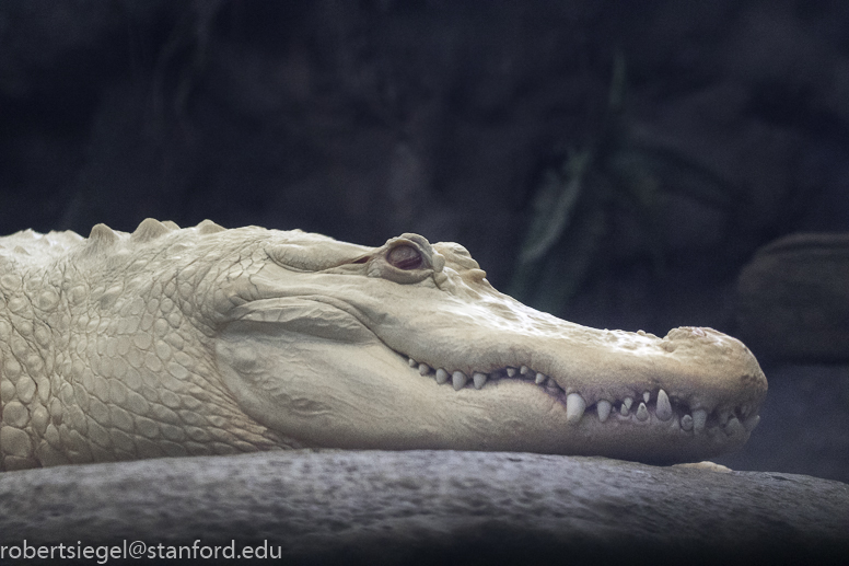 California Academy of Science 2019